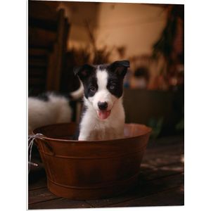 WallClassics - PVC Schuimplaat- Zwart met Witte Puppy in Teiltje - 60x80 cm Foto op PVC Schuimplaat