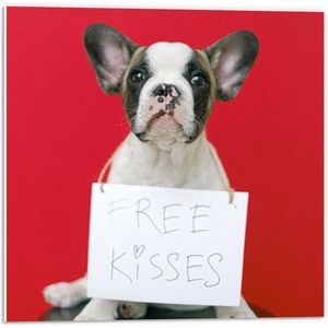 Forex - Bulldog op Rode Achtergrond met ''Free Kisses'' Bord - 50x50cm Foto op Forex