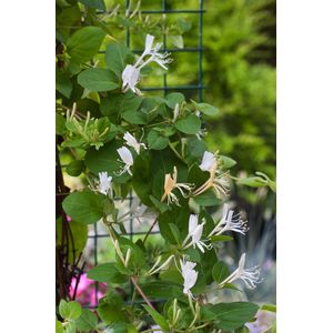 Lonicera jap. 'Hall's Prolific' 70- 80cm - 2 stuks - kamperfoelie - roomwit / lichtgele bloemen - half wintergroen - 2 liter pot