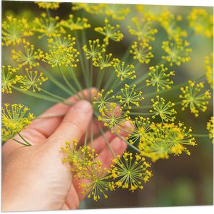Vlag - Gele Mini Bloemen in Mensenhand - 80x80 cm Foto op Polyester Vlag