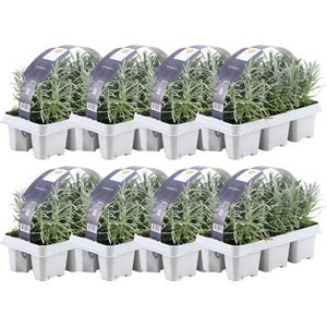 Lavendel, 48 Stuks, Kleur Paars, Struik, Heester, Meditteriaans, 6 pack Lavendel angustifolia - 6 x Ø7 cm - 15 cm