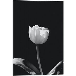 WallClassics - Vlag - Witte Tulp - Zwart Wit - 40x60 cm Foto op Polyester Vlag