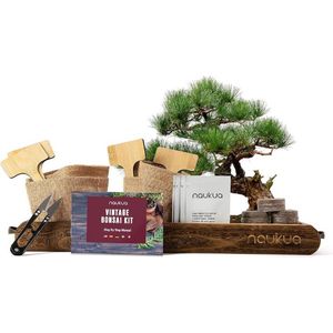 Bonsai Starters Kit - Boompje Inclusief Gereedschap - Schaar - Zaden