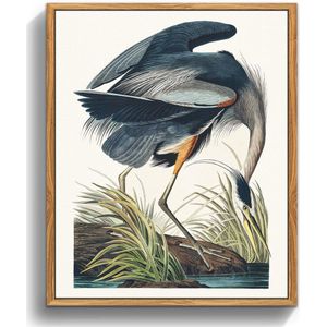 Inovra ® Vintage Vogel Canvas Foto's met Lijst Hout, 30 x 40 cm Muurfoto's Woonkamer Canada Eater Foto Esthetische Dierenillustratie Muurdecoratie Slaapkamer Badkamer Kantoor Kamer