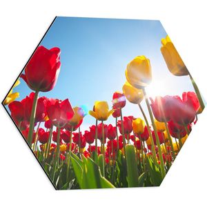 Dibond Hexagon - Zonnestralen Vallend op Bloemenveld Vol Rode en Gele Bloemen - 50x43.5 cm Foto op Hexagon (Met Ophangsysteem)