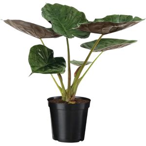 Happy Plants - Alocasia Wentii - Olifantsoor - Kamerplant - Luchtzuiverend - ca. 70 cm - Potmaat 19