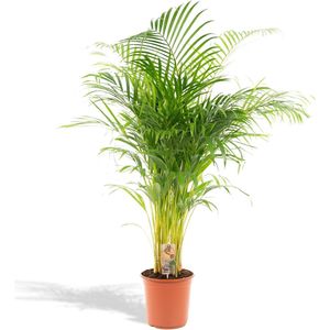 Areca Palm XXL - Goudpalm, Dypsis Lutescens - Hoogte 130cm - Potmaat 24cm