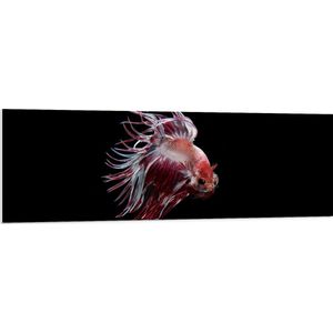 PVC Schuimplaat- Rode met Witte Vis met Dansende Vinnen - 150x50 cm Foto op PVC Schuimplaat