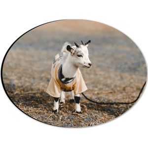 Dibond Ovaal - Babygeitje in T-shirt aan Lijn - 28x21 cm Foto op Ovaal (Met Ophangsysteem)