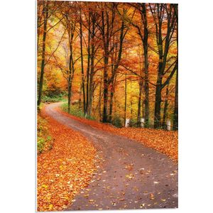 PVC Schuimplaat - Bospad door Herfstbos vol met Herfstkleuren - 50x75 cm Foto op PVC Schuimplaat (Met Ophangsysteem)