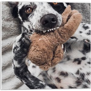 PVC Schuimplaat - Dalmatiër Hond Spelend met Bruine Knuffel - 50x50 cm Foto op PVC Schuimplaat (Met Ophangsysteem)