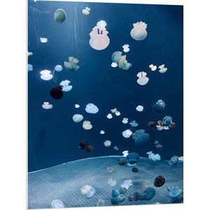 WallClassics - PVC Schuimplaat- Blauwe, Witte en Zwarte Kwallen in de Zee - 75x100 cm Foto op PVC Schuimplaat