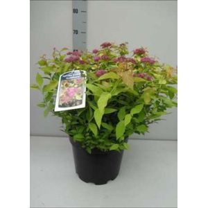 2 x Spiraea jap. 'Goldflame' - Spierstruik , Japanse Spirea , Japanse Spierstruik 20- 25 cm in pot