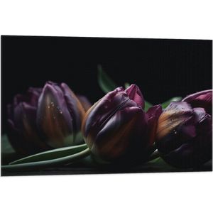 Vlag - Paarse Tulpen in het Donker - Bloemen - 90x60 cm Foto op Polyester Vlag