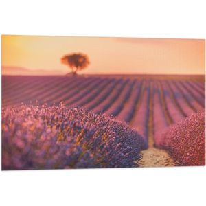 Vlag - Oranje Gloed van de Zon over Rijen Lavendelbloemen - 90x60 cm Foto op Polyester Vlag