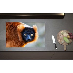 Inductieplaat Beschermer - Aankijkende Rode Ruffed Maki Aap met Grote Felgele Ogen - 80x52 cm - 2 mm Dik - Inductie Beschermer - Bescherming Inductiekookplaat - Kookplaat Beschermer van Wit Vinyl