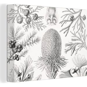 Canvas - Coniferen - Zwart-Wit - Plant - Struiken - Muurdecoratie - Ernst Haeckel - Kunst - Retro - Canvas schildersdoek - 80x60 cm