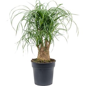 Beaucarnea recurvata Vertakt 50cm