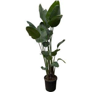 Paradijsvogelplant - Strelitzia Nicolai XXL hoogte 250cm potmaat 35cm