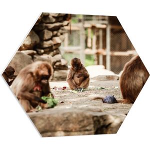 PVC Schuimplaat Hexagon - Groep Apen met Jongen op Stenen - 70x60.9 cm Foto op Hexagon (Met Ophangsysteem)