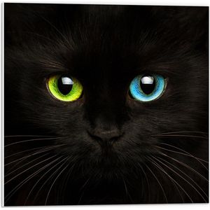 PVC Schuimplaat - Zwartkleurige Kat met Groen en Blauw Oog - 50x50 cm Foto op PVC Schuimplaat (Met Ophangsysteem)