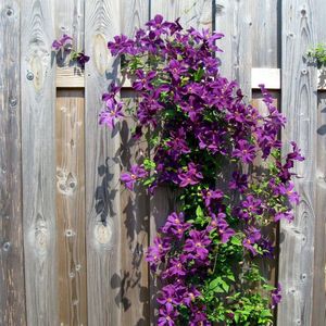 Clematis The President - Bosrank