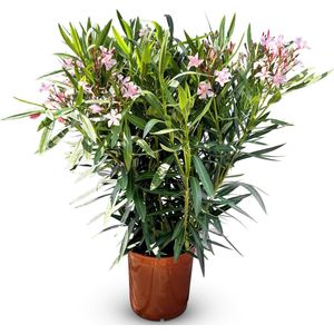 Sunny Tree - Plant - Oleander- Nerium Oleander - Hoogte 100-120 cm - Kleur Roze - Buitenplant