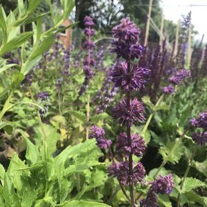 6 x Salvia verticillata 'Purple Rain' - Kranssalie - P9 Pot (9 x 9cm) - Dima Vaste Planten