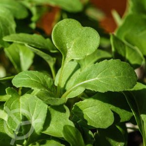 Rucola Coltivata Esmee zaden biologisch (Eruca sativa) 0.5 g