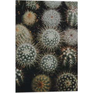 Vlag - Planten - Cactussen - Prikkers - Groen - 40x60 cm Foto op Polyester Vlag