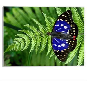 Forex - Zwart/Blauwe Vlinder op Varens - 40x30cm Foto op Forex