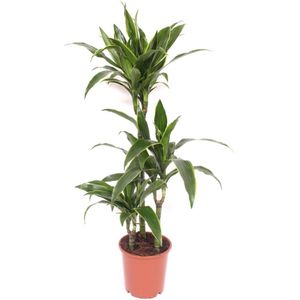 Sproution Dracaena fr de 'Art' - Hoogte 110cm - Potmaat 21cm - Luchtzuiverende Kamerplant - Plant binnen