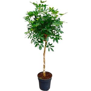 Vingerboom met slanke stam | 180 cm hoge Schefflera op stam | Aantrekkelijke kamerplant