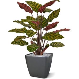 Red Calathea Makoyana kunstplant 60cm