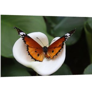 PVC Schuimplaat- Bruine met Zwarte Vlinder op Witte Bloem - 120x80 cm Foto op PVC Schuimplaat