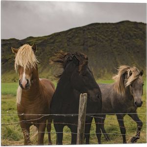 WallClassics - Vlag - Drietal Paarden in Verschillende Kleuren - 50x50 cm Foto op Polyester Vlag