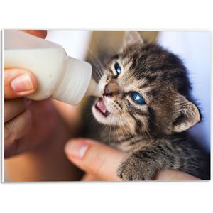 PVC Schuimplaat - Kitten Drinkend uit Melkfles met Blauwe Ogen - 40x30 cm Foto op PVC Schuimplaat (Met Ophangsysteem)
