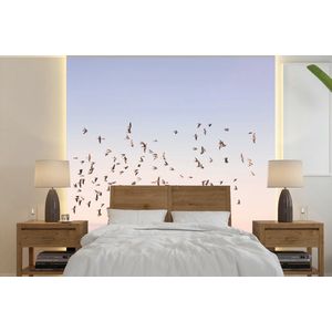 Vogels - Zee - Lucht - Natuur - Zomer - Behangpapier