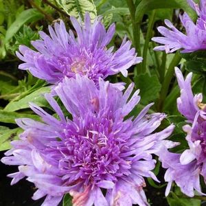 6x Stokkruid - Stokesia laevis - Pot 9x9cm