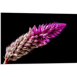 PVC Schuimplaat- Bloem - Paars - 75x50 cm Foto op PVC Schuimplaat