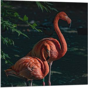 WallClassics - Vlag - Twee Flamingos in de Schaduw - 80x80 cm Foto op Polyester Vlag