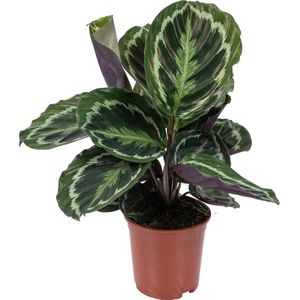 Calathea 'Medaillon' - Pauwenplant - Kamerplant - Luchtzuiverend - ⌀14 cm - 40-45 cm