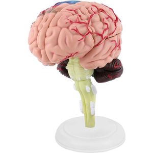 Exemplary human anatomical brain model - Pedagogical toy and learning tool