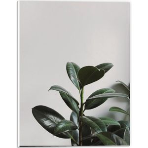 Forex - Groene Plant - 30x40cm Foto op Forex