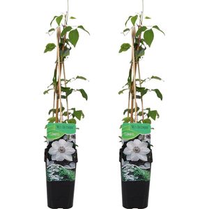 Bloomique - Set van 2 - Clematis Miss Bateman - Bosrank - Wit - Klimplanten - Tuinplanten - Winterhard - Pot 15cm - 70-80cm Hoog