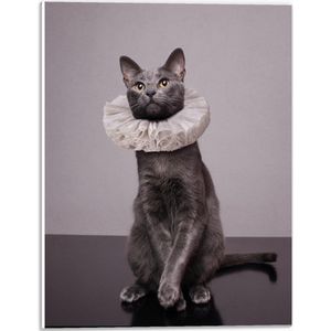 Forex - Kat met Middeleeuwse Kraag - 30x40cm Foto op Forex