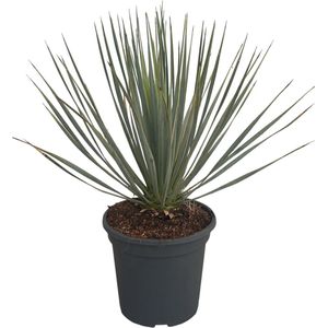 Trendyplants - Yucca Rostrata - Winterhard - Tuinplant - Hoogte 40-60 cm - Potmaat Ø20cm