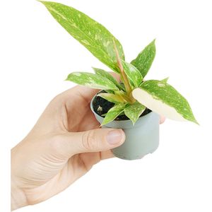PLNTS - Baby Philodendron Ring Of Fire - Kamerplant - Kweekpot 6 cm - Hoogte 10 cm