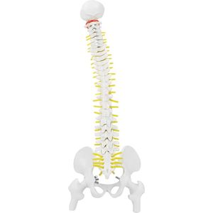 Human Spine Model 45cm Life Size Removable Flexible Spinal Cord Model for Skeleton Study Teaching