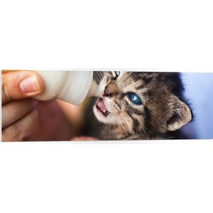 PVC Schuimplaat - Kitten Drinkend uit Melkfles met Blauwe Ogen - 120x40 cm Foto op PVC Schuimplaat (Met Ophangsysteem)